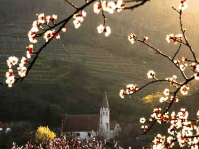 marillenbluete-wachau-sonne