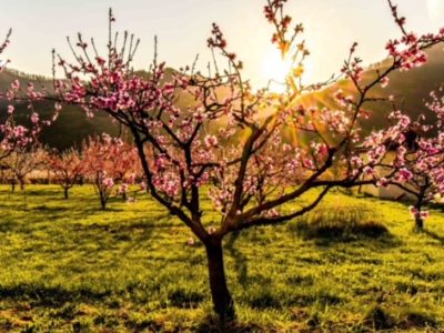 marillenbluete_wachau